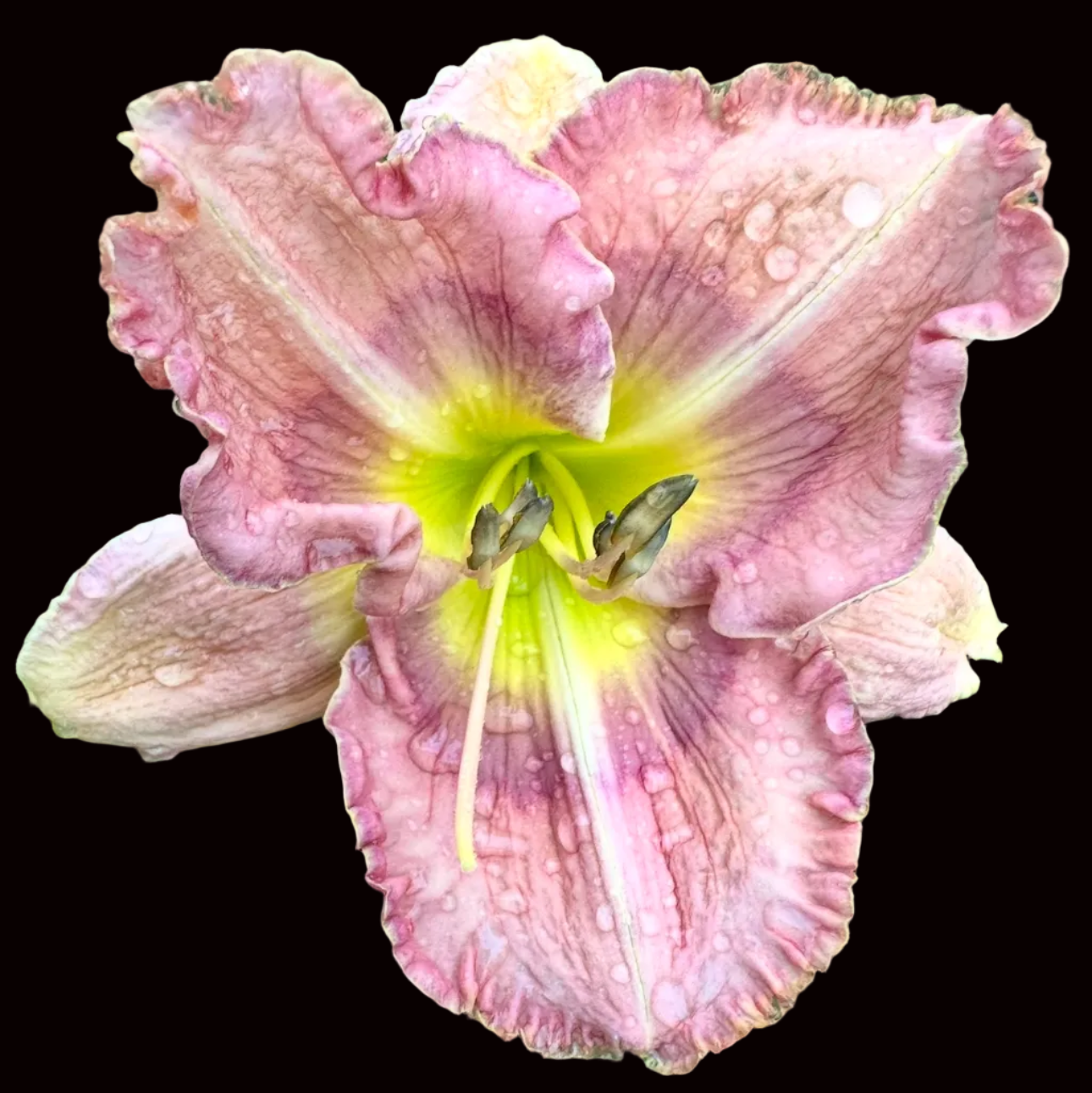 X48 | Antique Pink with Violet Ring