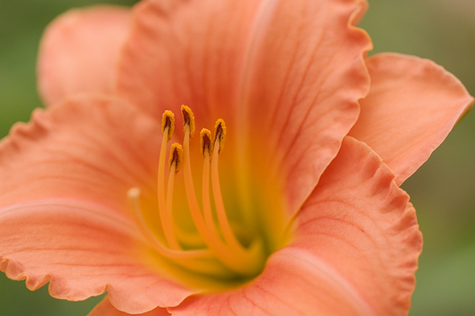 Unique New Home Gifts: Living Blooms for Fresh Beginnings