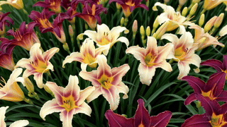 Unique Memorial Gifts That Bloom Year After Year