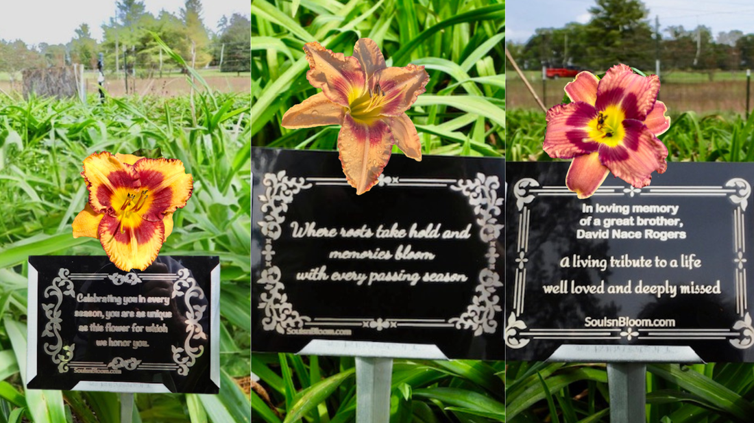 From Seed to Bloom: The Art and Science Behind Hybridized Daylilies