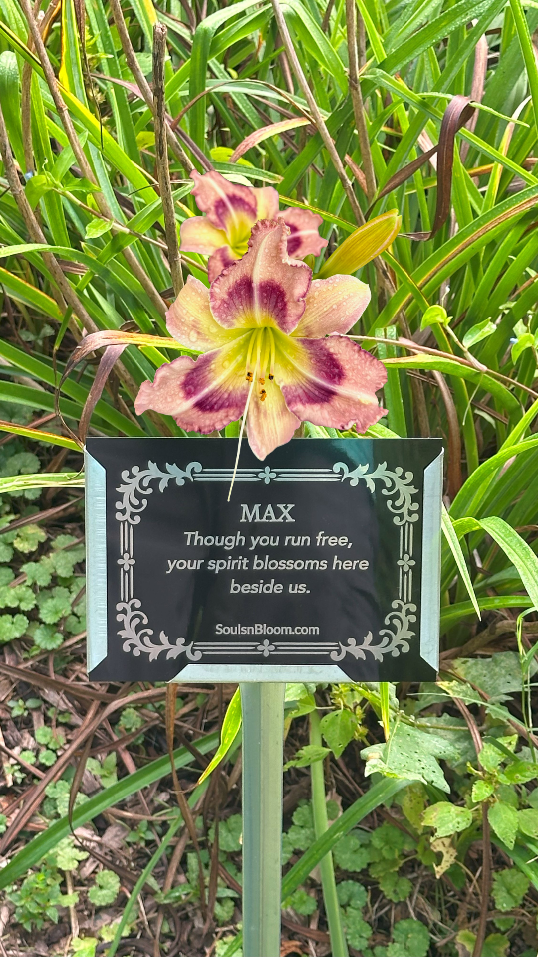 Why Hybridized Daylilies Are the Perfect Gift for Any Life Occasion