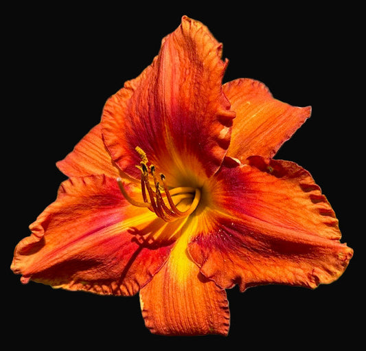 Why Gardeners Love Hybridized Daylilies (And Why You Will Too)