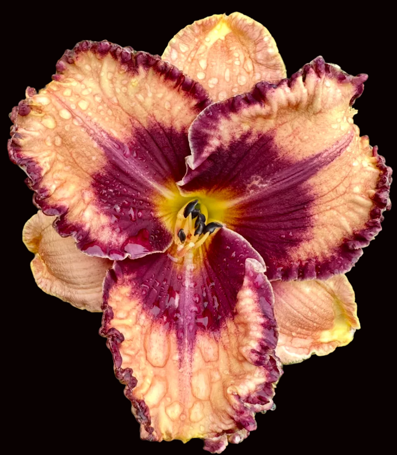 2026 Blooms | One of a Kind Hybridized Daylilies