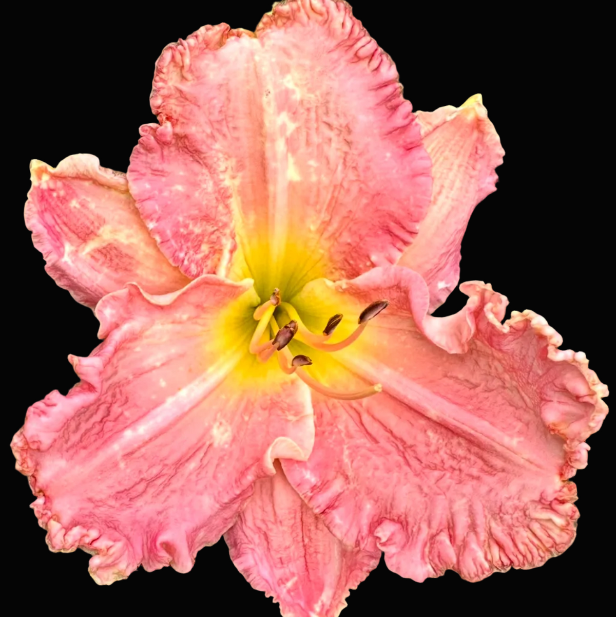 A close-up photograph of a pink daylily flower with ruffled petals and a yellow center, surrounded by green leaves. The photo appears to be a screenshot from a phone gallery or photo app, with status bar icons and a row of thumbnail images along the bottom.