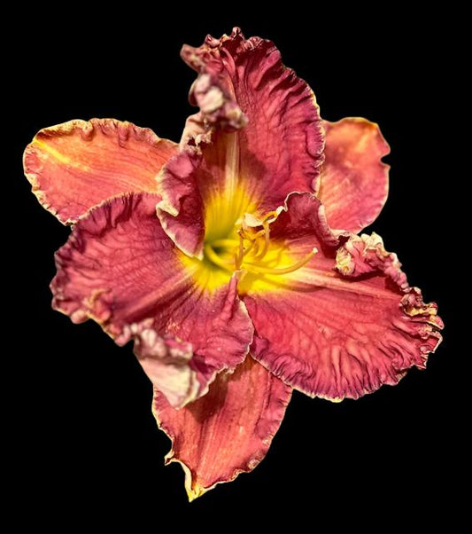 Hybrid Daylily  -  Location A 22