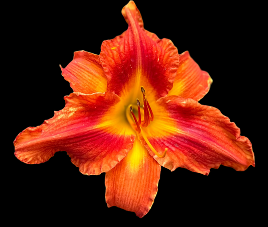 Hybrid Daylily  -  Location E 52