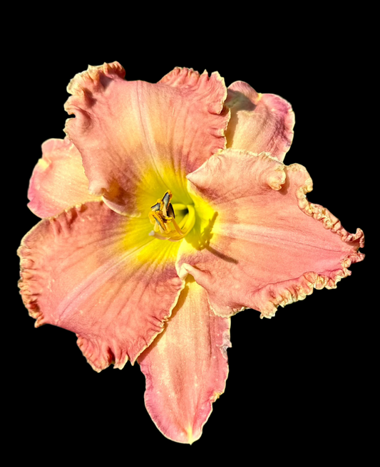 Hybrid Daylily  -  Location A 8