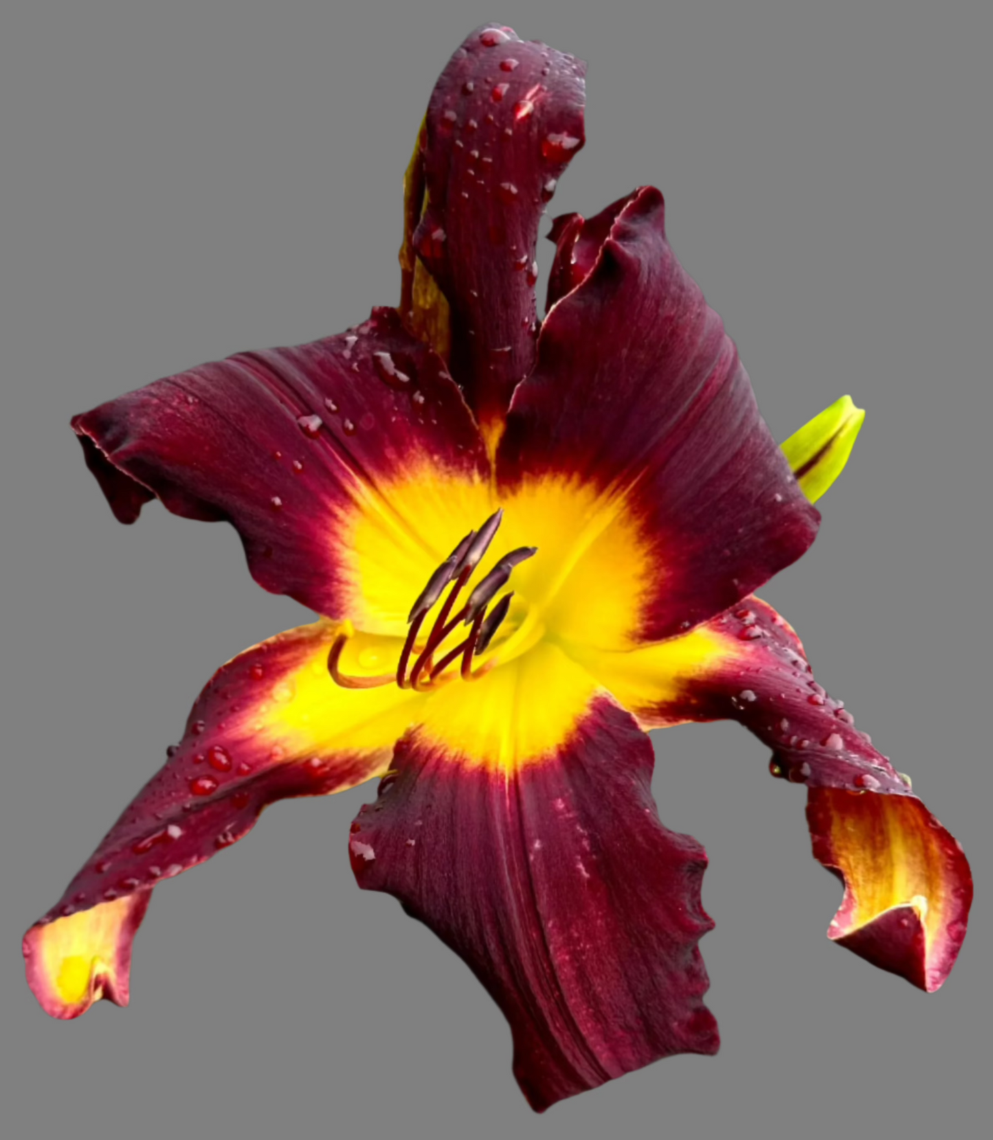 Hybrid Daylily  -  Location C 36