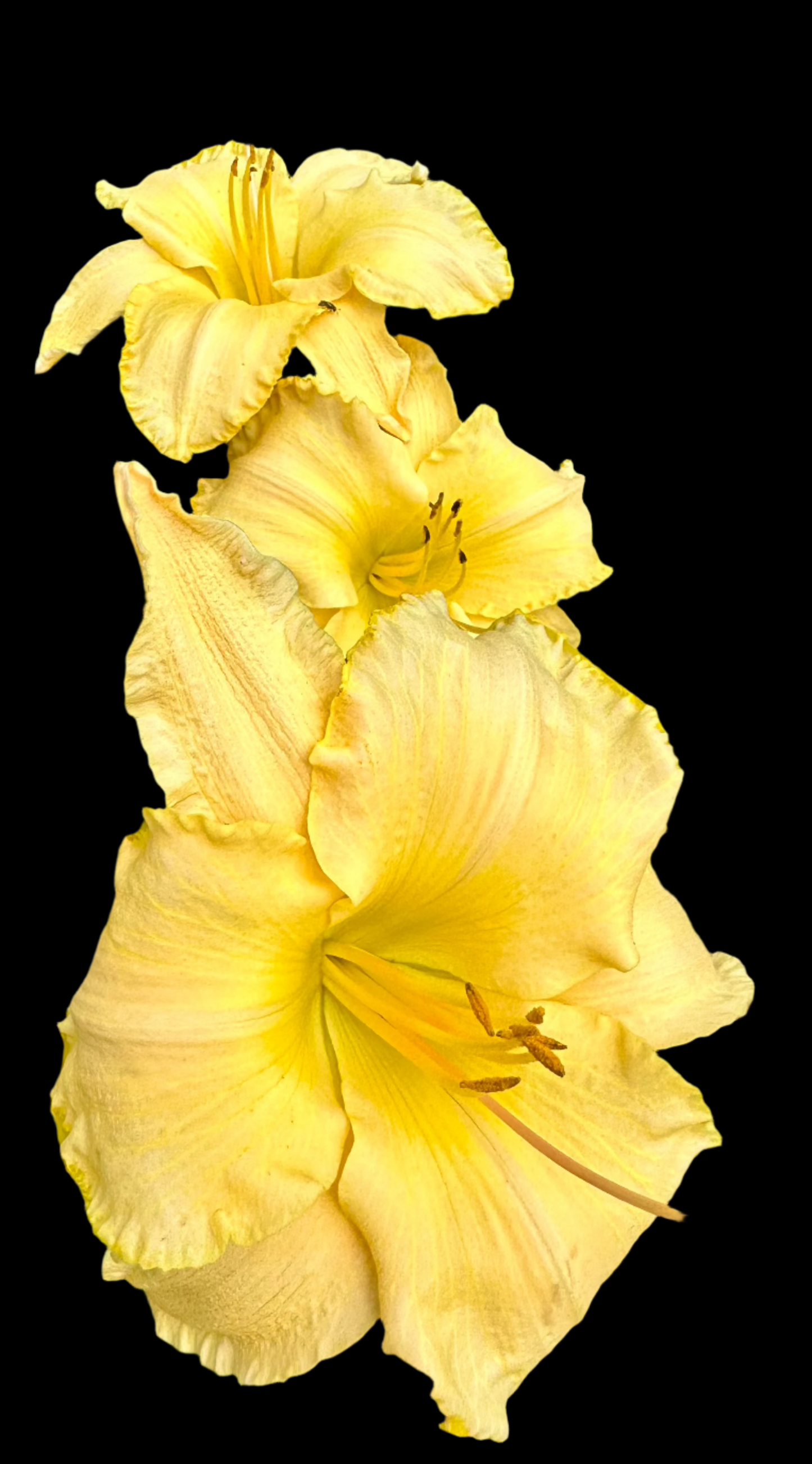 Hybrid Daylily  -  Location B 69