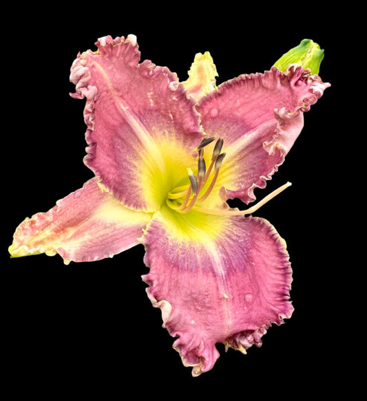 Hybrid Daylily  -  Location A 92