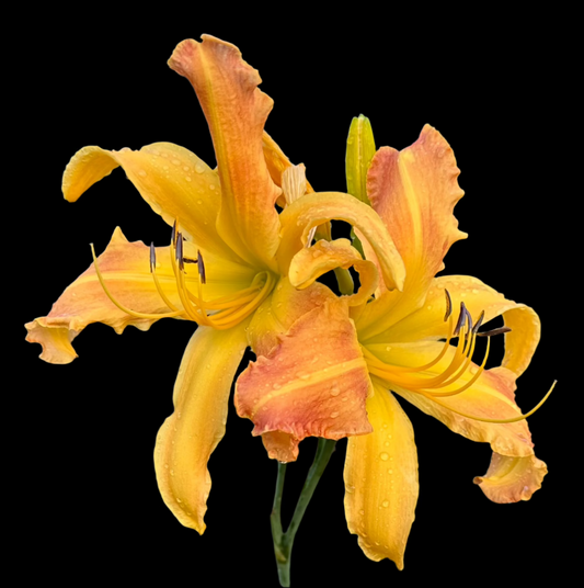 Hybrid Daylily  -  Location C 29