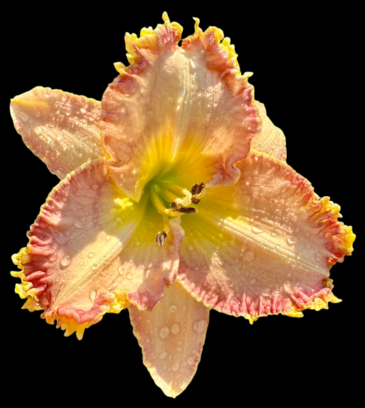 Hybrid Daylily  -  Location B 19