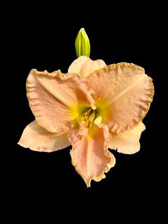 A close-up image of a pink daylily flower with a green throat and ruffled edges.