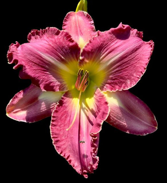 A close-up image of a pink hybrid daylily flower with a lighter, arrowhead shaped eye zone above a chartreuse throat.