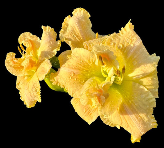 A close-up image of a cluster of yellow hybrid daylilies with a green throat and pink-ivory midribs.