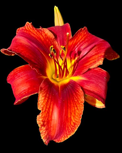 A close-up image of a neon red and orange mix daylily flower with a bright yellow throat and deep neon red eye.