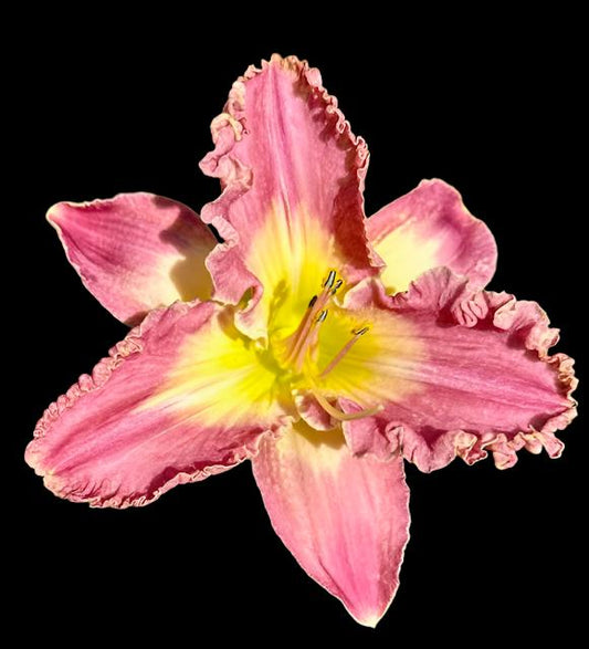 A close-up image of a rose-pink hybrid daylily flower with a light watercolor chevron ring and a bright yellow-green center, extra large and ruffled with a cream wire edge.