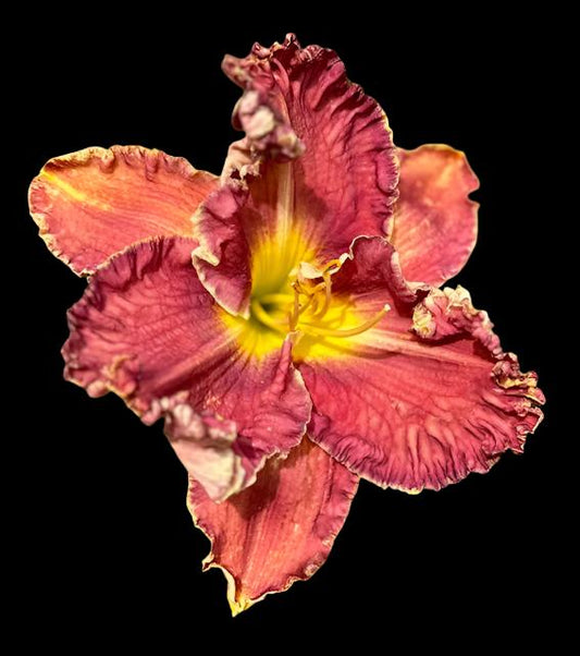 A close-up image of a red-mauve Hybrid Daylily flower with a violet ring and orange-red veining.