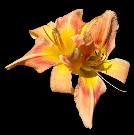 A close-up image of a single Hybrid Daylily flower with pale-peach petals, a green throat, and a cream midrib.