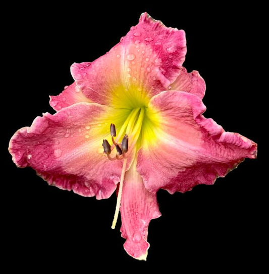 A close-up image of a pink daylily flower with a pale pink moon, cream edging, and midribs.