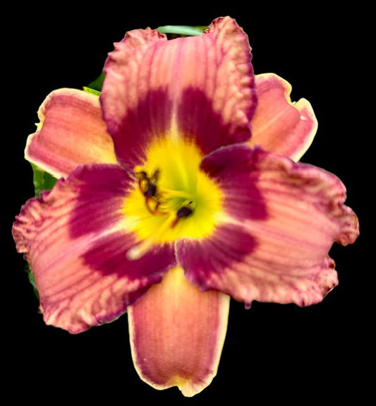 A close-up image of a purple and yellow hybrid daylily flower with a distinctive black center.