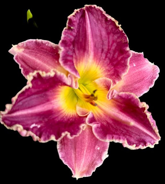 Close-up image of a deep cherry red hybrid daylily flower with a watercolor ring and thin cream edge on the petals.