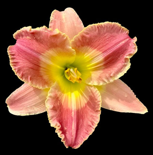 Close-up image of a pink daylily flower with lighter pink petals and a bright yellow throat.
