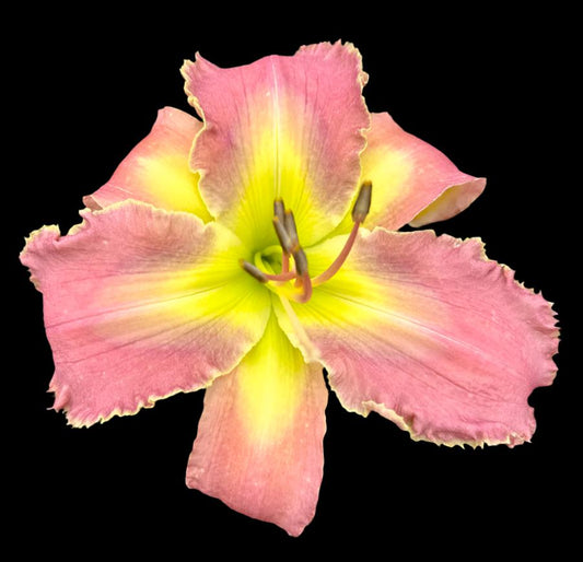 A close-up image of a dusty violet-pink hybrid daylily flower with a large stippled, chevron eye zone and a green throat. The petals are lightly ruffled with a cream jagged edge, and the sepals are visible echoing the petals in color and shape.