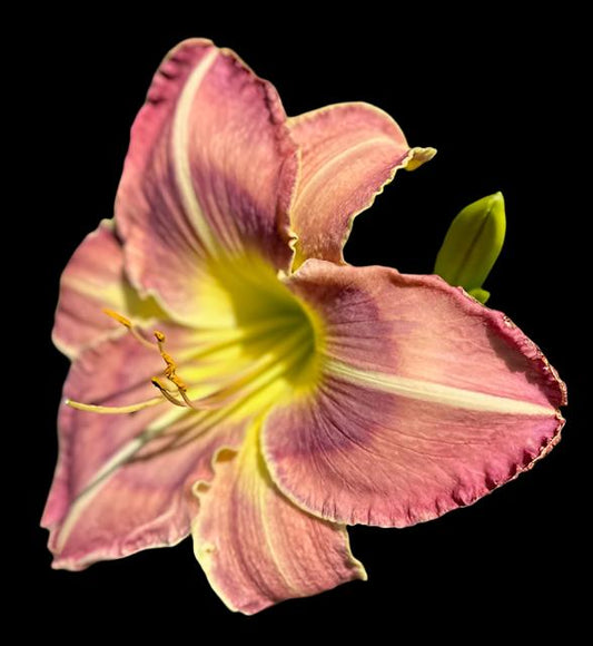 A close-up image of a pink daylily flower with a split corolla and cream-colored petals.
