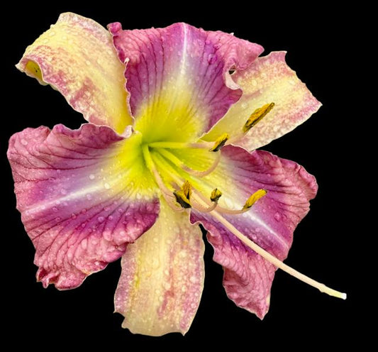 A close-up image of a Hybrid Daylily flower with antique pink petals, a violet and plum eye, and recurved sepals with yellow-cream patches.