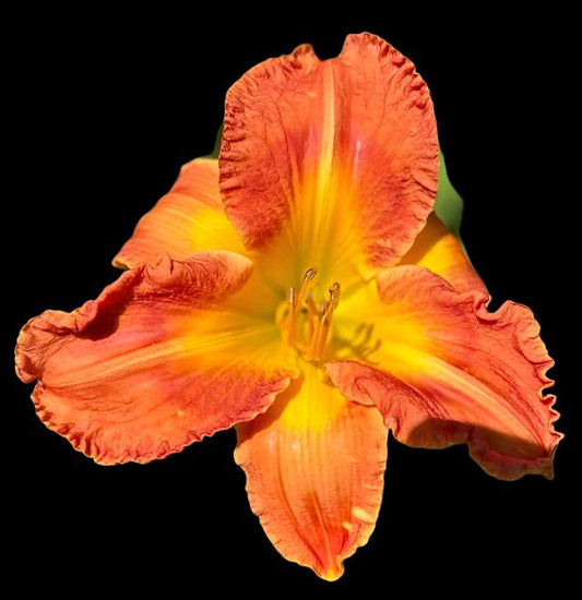 Close-up image of an orange daylily flower with a deep orange petal and a yellow throat.