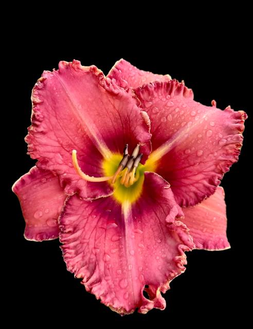 A close-up image of a pink hybrid daylily flower with embossed veining and a dark plum eye zone.