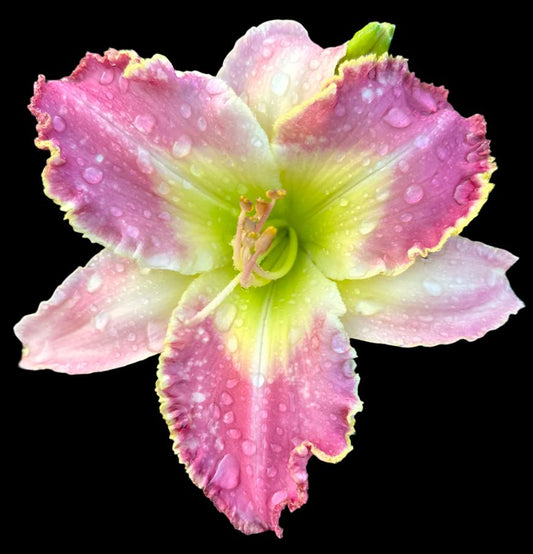 A close-up image of a large deep pink hybrid daylily flower with a green to yellow throat and lightly ruffled petals, surrounded by lighter pink sepals.