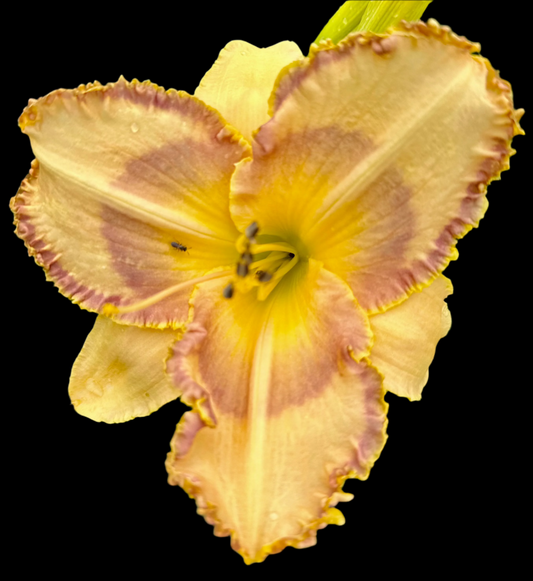 Close-up image of a single yellow daylily flower with a lavender edge and cream stitching, glitter dusted on the midribs and sepals.