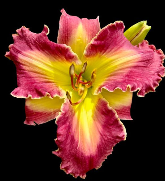 A close-up image of a large, pink daylily flower with a bright pink chevron eye zone and green throat, surrounded by petals with a ruffled edge.