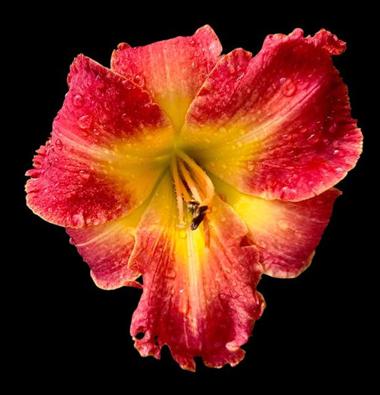 A close-up image of a red-coral colored hybrid daylily flower with a yellow throat and petal ruffles.