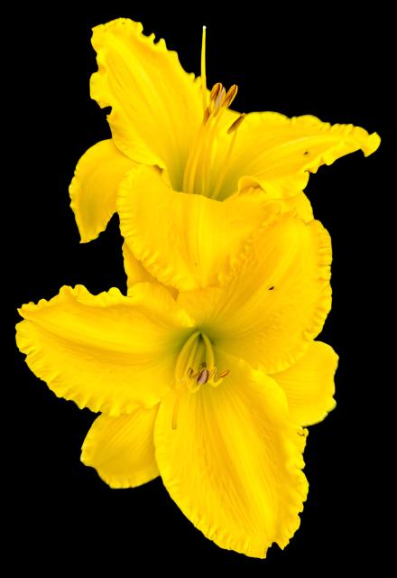 A bright-neon yellow hybrid daylily flower with hints of green and a green throat, slightly translucent petals with ruffled edges.