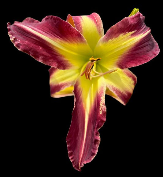 A close-up image of a large, deep red hybrid daylily flower with a green-yellow throat and raised midribs, with long petals and a recurving sepal.