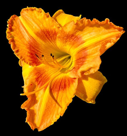 A close-up image of an orange hybrid daylily flower with a bright yellow throat and recurved petals.
