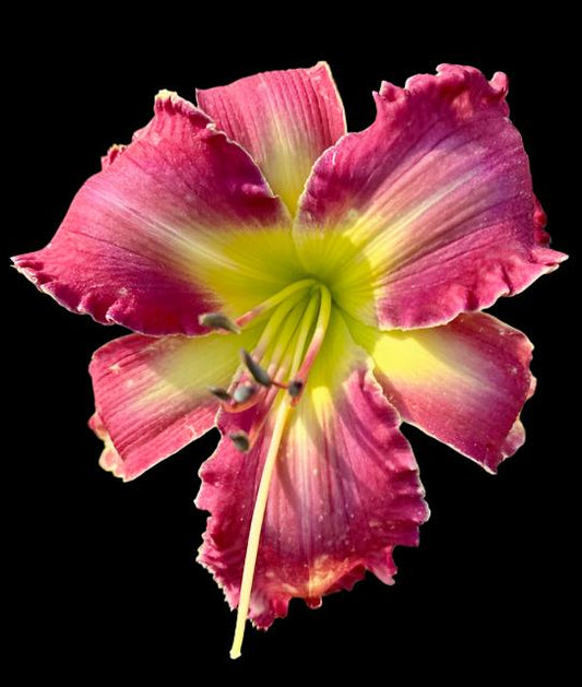 A close-up image of a pink daylily flower with a prominent central petal and surrounding petals, exhibiting a ruffled texture and an ivory wire outline.