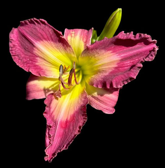 A close-up image of a pink and purple hybrid daylily flower with a pale violet pink chevron moon and a light yellow throat.