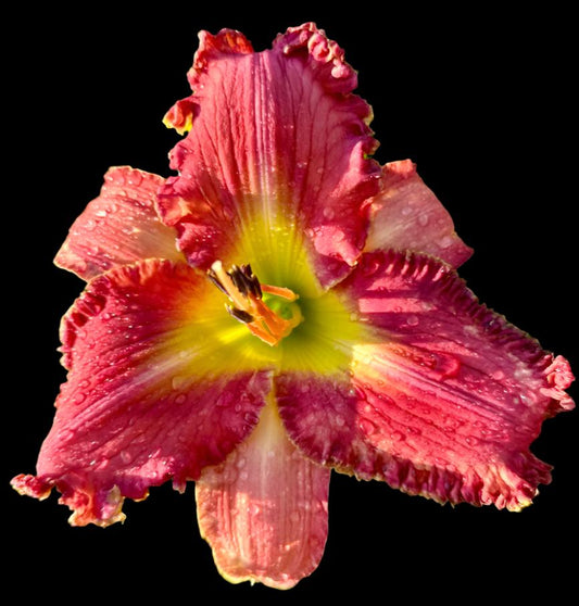 A close-up image of a pink hybrid daylily flower with a yellow center and ruffled petals.