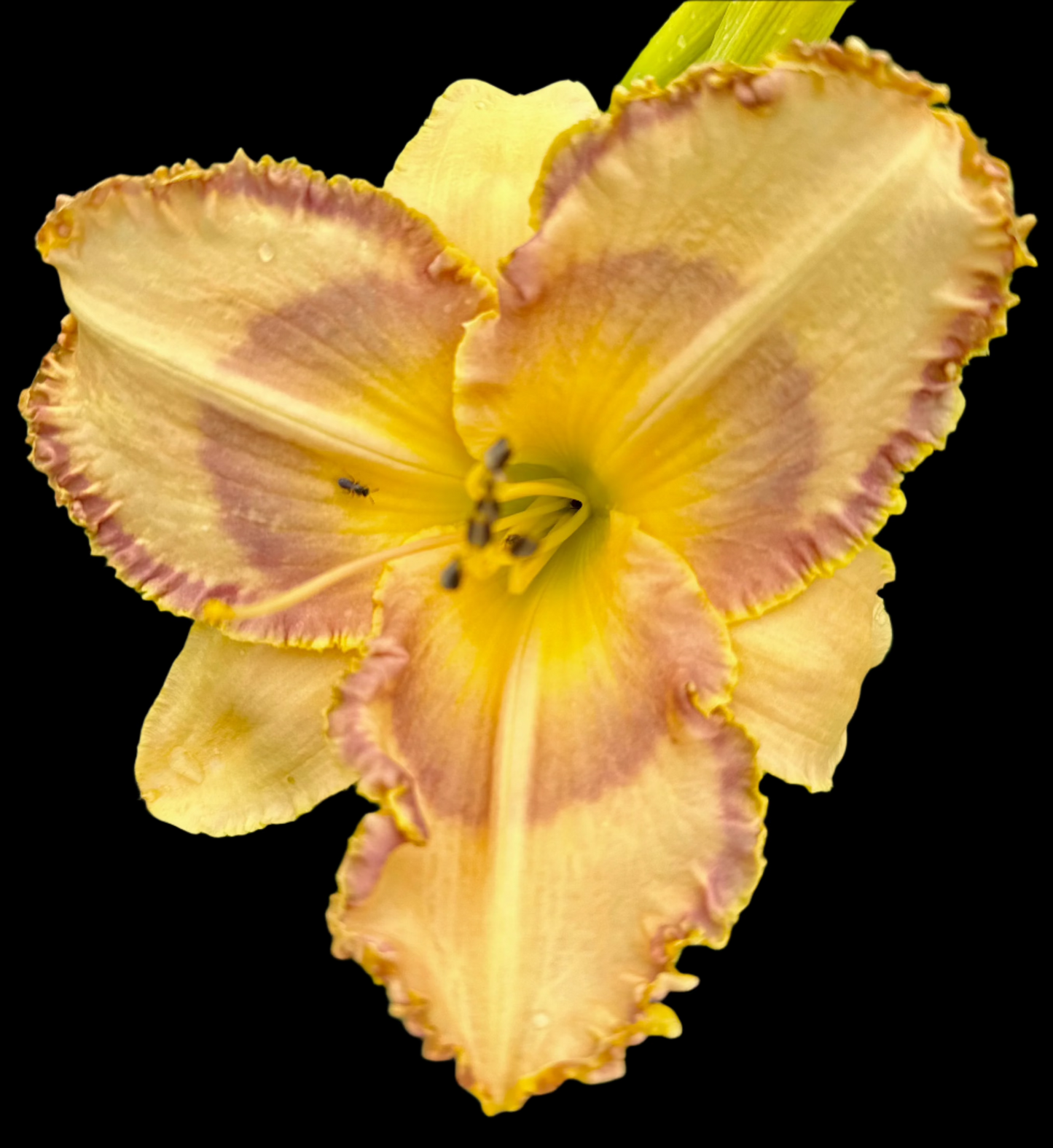 Hybrid Daylily  -  Location A 43