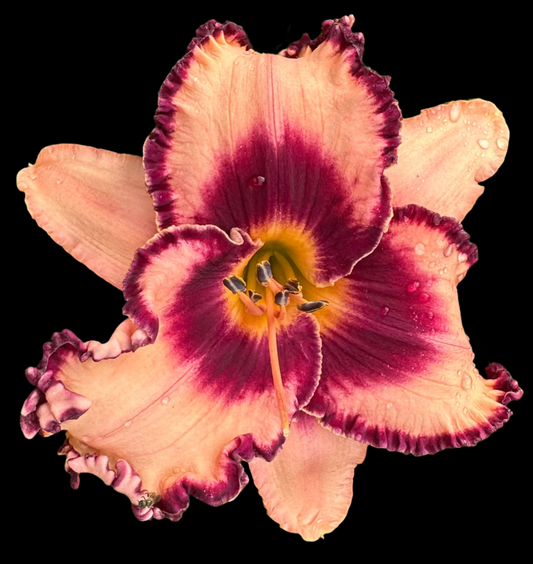 A close-up image of a large, pale-pastel peach colored hybrid daylily flower with a red-plum center and bright yellow throat, surrounded by dark plum edging.