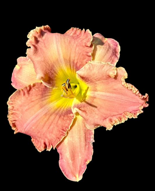 A close-up image of a pink daylily flower with cream-colored ruffles and a yellow center.