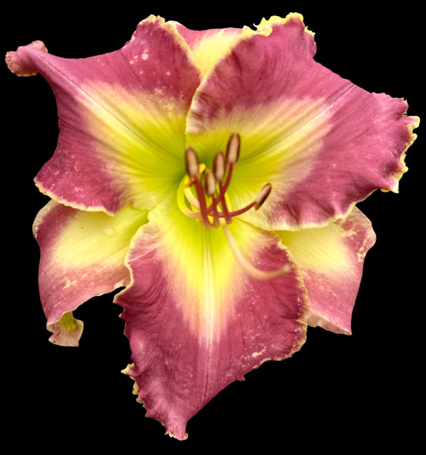 Hybrid Daylily  -  Location A 6