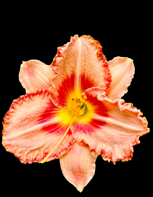 A close-up image of a Hybrid Daylily flower with pink-coral petals and a yellow-green throat.