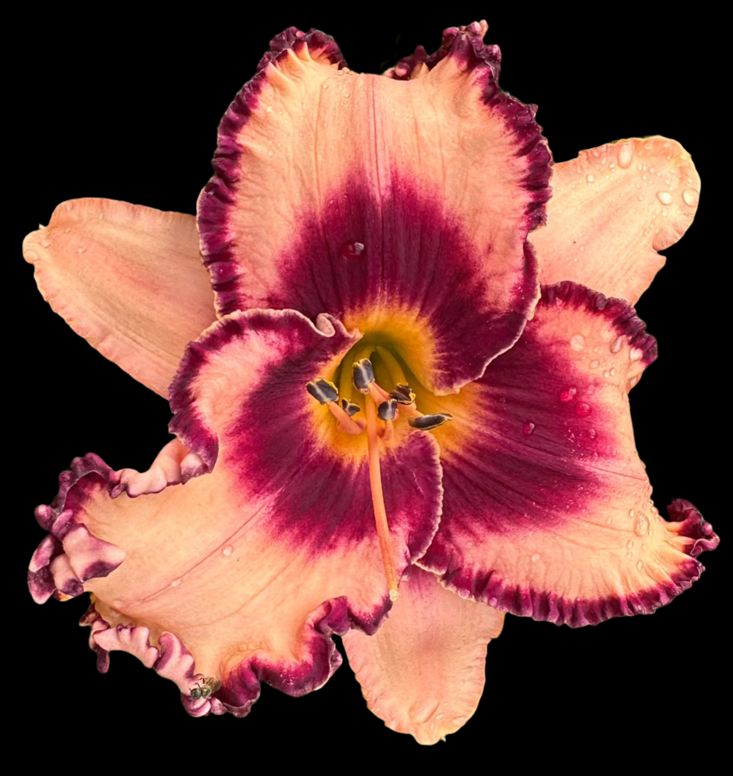 Hybrid Daylily  -  Location A 78