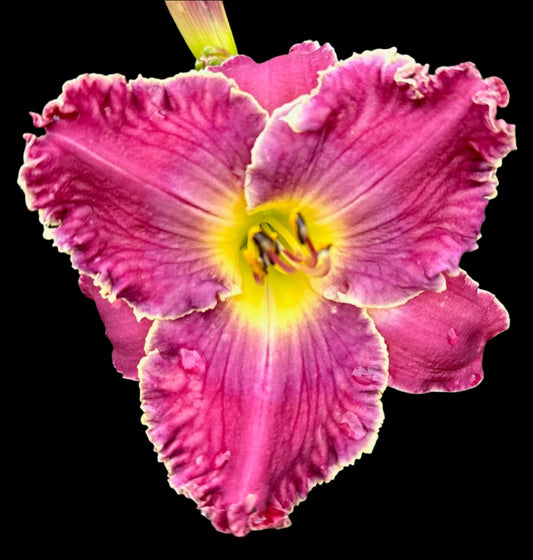 A close-up image of a pink hybrid daylily flower with a yellow throat and ruffled petals.