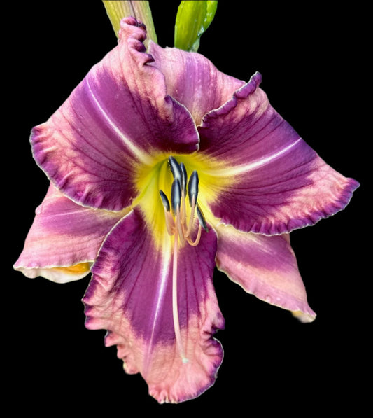 A close-up image of a purple and pink hybrid daylily flower with a feathered yellow throat and ivory midribs.